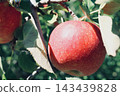 Apple that is turned into a tree 143439828