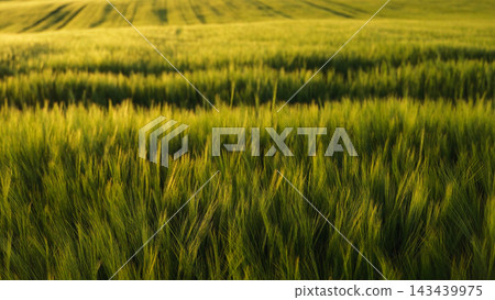 Green wheat field at golden hour, capturing natural light and texture in a rural agricultural landscape Green wheat field at golden hour, capturing natural light and texture in a rural agricultural landscape 143439975
