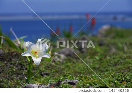 宮古島東邊那崎岬的岩石海岸上盛開著復活節百合,碧海藍天。 宮古島東邊那崎岬的岩石海岸上盛開著復活節百合,碧海藍天。 143440266