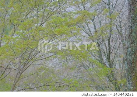 春天的溫暖和柔和色彩 春天的溫暖和柔和色彩 143440281