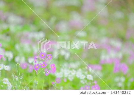 小偶像,報春花 小偶像,報春花 143440282