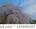 藍天和垂枝櫻花 143440283