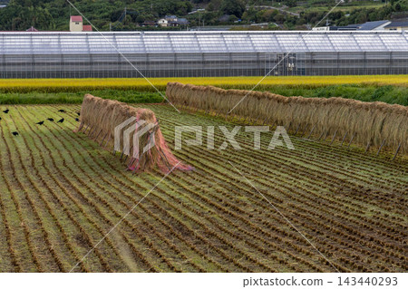 Rice stalks drying in the fields after the harvest, and a rural landscape. 143440293