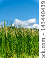 Rice stalks ripening in the paddy fields under the blue sky 143440439