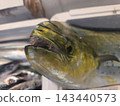 Close Up Portrait of a dolphinfish Mahi Mahi Dorado Fish on Boat 143440573