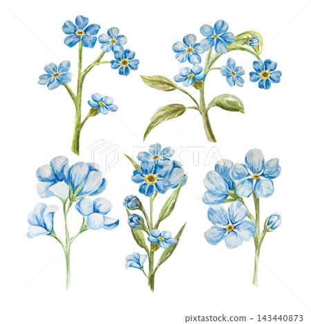 Blue forget-me-nots, myosotis, scorpion grass, hand painted with watercolors and isolated on white background. Suitable for postcards, invitations, wedding, prints and packaging Blue forget-me-nots, myosotis, scorpion grass, hand painted with watercolors and isolated on white background. Suitable for postcards, invitations, wedding, prints and packaging 143440873
