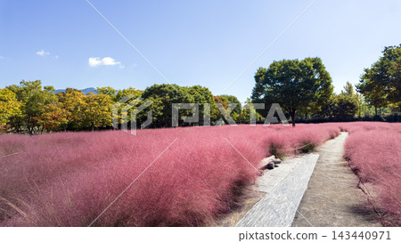 Pink muhly grass Pink muhly grass 143440971