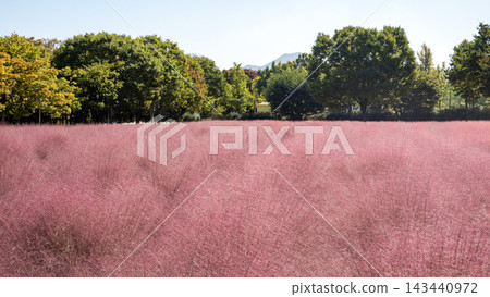 Pink muhly grass Pink muhly grass 143440972