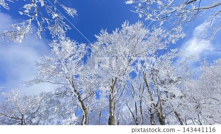 樹木覆蓋霜花，在白雪皚皚的山巒間，與藍天交相輝映，格外醒目。 143441116
