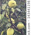 A tree bearing quince fruit 143441198