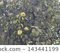 A tree bearing quince fruit 143441199