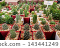 Assorted small cactus and succulent plants in colorful red and white pots on display for sale at a plant nursery market, featuring a variety of spiky, prickly cactus species. 143441249