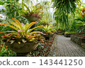 Lush tropical botanical garden pathway lined with colorful bromeliad plants in large stone pots, surrounded by hanging ferns and vibrant greenery inside a sunlit greenhouse conservatory 143441250