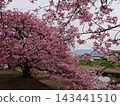透過櫻花枝葉眺望富士山 143441510