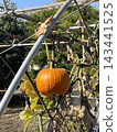 Orange pumpkin ripening on vine under metal greenhouse arch with dry autumn leaves, sunny October day  143441525