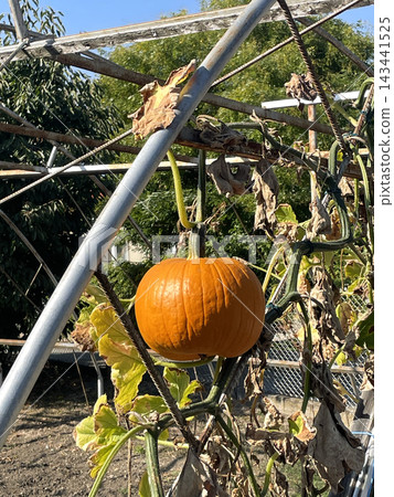 Orange pumpkin ripening on vine under metal greenhouse arch with dry autumn leaves, sunny October day  143441525