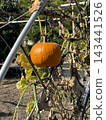 Ripe orange pumpkin hanging on vine among dry leaves in autumn garden, harvest season 143441526