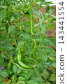 Manganji peppers 143441554
