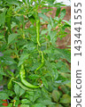 Manganji peppers 143441555