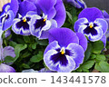 Pansies, potted plants, gardening, flowers 143441578