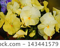 Pansies, potted plants, gardening, flowers 143441579