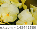 Pansies, potted plants, gardening, flowers 143441580