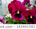 Pansies, potted plants, gardening, flowers 143441581