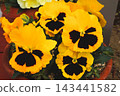 Pansies, potted plants, gardening, flowers 143441582