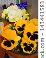 Pansies, potted plants, gardening, flowers 143441583