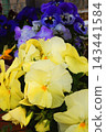 Pansies, potted plants, gardening, flowers 143441584