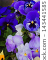 Pansies, potted plants, gardening, flowers 143441585