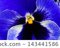 Pansies, potted plants, gardening, flowers 143441586