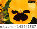 Pansies, potted plants, gardening, flowers 143441587