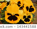 Pansies, potted plants, gardening, flowers 143441588