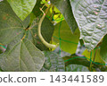 Green beans (climbing variety) 143441589