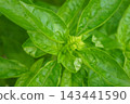 Basil, herb, edible 143441590