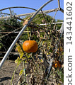 Pumpkins growing on vines under metal arch trellis in vegetable garden, vertical farming, sunny autumn day 143441602