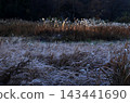Spotlights on a field of frost-covered pampas grass 143441690