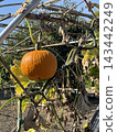 Ripe orange pumpkin hanging on vine among dry leaves in autumn garden, harvest season 143442249