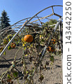 Several ripe pumpkins hanging on vines over metal arch trellis in vegetable garden, autumn harvest plantation 143442250
