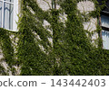 green ivy climbing white brick building facade with windows. 143442403
