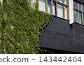 Green ivy vine growing on brick building facade with black wall and wooden windows. 143442404