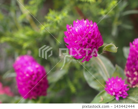 千日紅的深粉紅色花朵 千日紅的深粉紅色花朵 143442444
