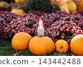 Pumpkin harvest with autumn gnome decoration and flowers 143442488