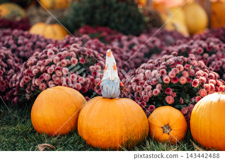 Pumpkin harvest with autumn gnome decoration and flowers Pumpkin harvest with autumn gnome decoration and flowers 143442488