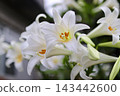 喇叭花特寫 | 柔和的光線和純白花瓣的質感 143442600