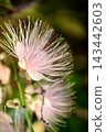 巴林頓花（Barringtonia racemosa）的微距攝影 | 精緻的花朵和雄蕊的細節 143442603