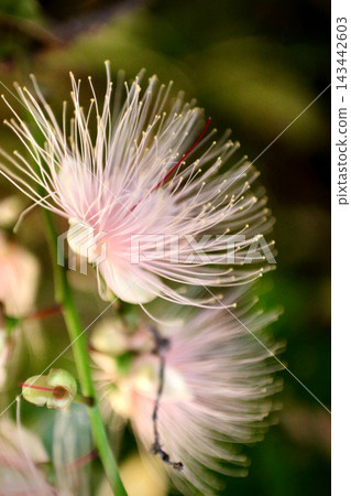 巴林頓花（Barringtonia racemosa）的微距攝影 | 精緻的花朵和雄蕊的細節 143442603