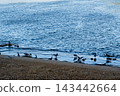 Pigeons standing at the water's edge where blue river meets muddy sand 143442664
