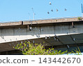 Flock of pigeons flying in a clear blue sky beneath a concrete overpass 143442670